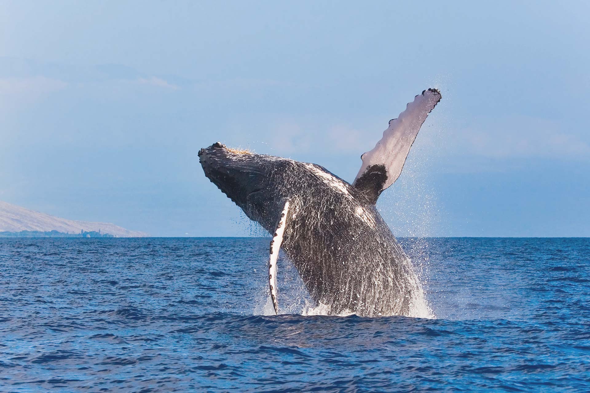 A humpback whale jumping out of the water